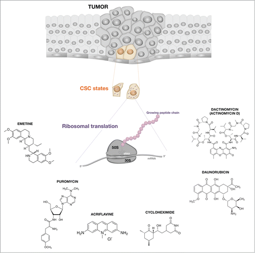 Figure 3. Inhibitors of ribosomal protein synthesis: (A)novel strategy to eradicate CSC traits in tumor tissues. Biologically aggressive, treatment-resistant breast cancer subtypes enriched for stem cell-like properties exhibit exacerbated chemosensitivities to antibiotics directly targeting active sites of the ribosome, such as emetine, puromycin and cycloheximide; inhibitors of ribosome biogenesis such as dactinomycin; ribotoxic stress agents such as daunorubicin, and indirect inhibitors of protein synthesis such as acriflavine. The repurposing of these old/existing microbicides and the development of second-generation inhibitors of ribosomal translation might constitute a valuable strategy to eradicate CSC traits in tumor tissues.