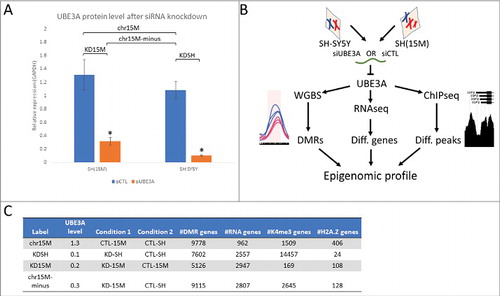 Figure 1. Multi-layered genomics analysis of SH-SY5Y and SH(15M) UBE3A siRNA knockdown reveals how altered UBE3A levels impact epigenomic patterns. (A) UBE3A protein levels quantified from Western blot in SH(15M) and SH-SY5Y for siRNA control and UBE3A knockdown relative to GAPDH (blot in Fig. S1). Labeled are the four comparison groups used for differential genomic analyses. Error bars represent the mean ± SEM of three replicates. Significance by 2-way ANOVA P < 0.0001. (B) Study design: following UBE3A siRNA knockdown and control treatment, each triplicate culture was harvested for DNA, RNA, or chromatin to assay DNA methylation, differentially expressed genes, or histone peaks, respectively. (C) Table outlining results of the genomic assays for each comparison group by UBE3A levels. Each of the four comparisons generated independent lists of genes that overlapped with differential marks from each of the genomic assays.