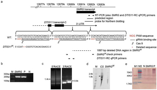 Figure 1. Identification of SMRG as a lncRNA.(a)Schematic diagram of the SMRG locus and strategy for the generation of SMRG and DTIS11 mutants. The primers used to identify SMRG by RT-PCR and check the identity of the SMRGM mutant by PCR and qPCR, the predicted EST region, the probe used for northern blotting, and the deleted DNA region in SMRGM are shown. The protospacer adjacent motif (PAM) sequences are marked in red. The gRNA binding sequences are underlined. Scissors indicate where the Cas9 cleaves at the DTIS11 and SMRG loci. Red dots represent the 2-bp deletion in the DTIS11 genomic sequence. (b) Exact expression of SMRG in WT CS, flies. M, DNA marker. P, positive control, amplified from genomic DNA. N, negative control, amplified without cDNA template. (c) 5′ and 3′ RACE of SMRG in WT CS fly. (d) Northern blotting of SMRG in WT CS and SMRGM flies. A ~ 1.9-kb SMRG transcript (arrow) was observed in the adult whole fly of the WT CS, but not in the whole fly of the SMRGM flies. M, RNA marker. (e) In vitro translation assay for SMRG. M1, low-range protein ladder. M2, high-range protein ladder. N, negative control, containing no DNA template to show the background. P, positive control, expressing biotinylated luciferase. SMRG, SMRG cloned downstream of the T7 promoter expressed in the in vitro translation system.