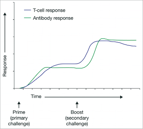 Figure 1. Schematic illustrating the prime-boost concept. Note: High levels of antibodies and memory T-cells both contribute to rapid, effective immune response to infection.