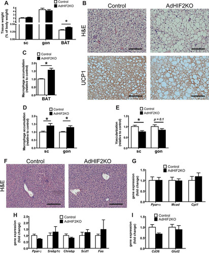 FIG 10 Metabolic dysregulation of WAT and BAT in AdHIF2KO mice in early stages of diet-induced obesity. Control and AdHIF2KO mice were fed with an HFD for 4 weeks. (A) Subcutaneous (sc) and gonadal (gon) WAT and BAT were weighed. The tissue weights are presented as percentages of total body weight. (B) Representative images from H&E staining and UCP1 immunohistochemistry in BAT from control and AdHIF2KO mice. Scale bars are 100 μm. (C) Quantification of immunohistochemistry for F4/80 in BAT from both genotypes. Macrophage accumulation of control mice was set as 1. (D) Quantification of immunohistochemistry for F4/80 in scWAT and gonWAT from control and AdHIF2KO mice. Macrophage accumulation of control mice was set as 1. (E) Vessels were stained for isolectin B4 in whole mounts of scWAT and gonWAT from control and AdHIF2KO mice and quantified. Vascularization of control mice was set as 1. (F) Representative images from H&E staining in livers from control and AdHIF2KO. Scale bars are 200 μm. (G to I) Gene expression analysis for lipolytic (G) and lipogenic (H) markers as well as transporters for FFA (Cd36) and glucose (Glut2) (I) in livers from obese control and AdHIF2KO mice. Gene expression of control mice was set as 1. Data in panels A, C to E, and G to I are expressed as means ± SEMs (n = 6 mice per group). *, P < 0.05.