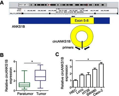Figure 1 Increased levels of circANKS1B expression in CRC tissues and cell lines. (A) Schematic model of the primers of circANKS1B. The primers target the back-splice junction of circANKS1B. (B) Real-time PCR analysis of circANKS1B expression in paratumor and tumor tissues of 40 CRC tissues. The expression of circANKS1B was normalized by GAPDH expression. Data are shown as mean±SD; *P<0.05 by Student’s t test. (C) Real-time PCR analysis of circANKS1B expression in normal human intestinal epithelial cells (HIEC) and various tumor cell lines. Data are shown as mean±SD; n=3, *P<0.05 by ANOVA.Abbreviations: CRC, colorectal cancer; PCR, polymerase chain reaction; SD, standard deviation; ANOVA, analysis of variance.