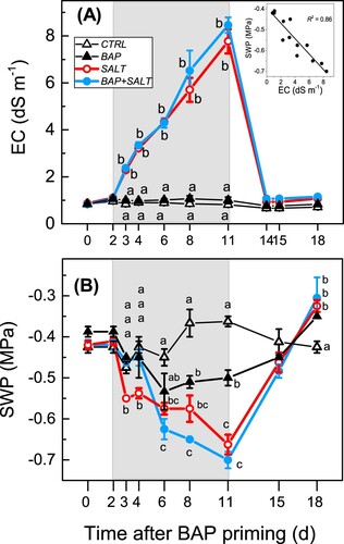 Figure 3. Mean values (±SE) of (A) soil electrical conductivity (EC) and (B) stem water potential (SWP) measured during the experiment in vines under salt stress (o, [SALT]), under salt stress primed with the BAP (•, [BAP + SALT]), control (Δ, [CTRL]) and vines primed with BAP (▴, [BAP]). Comparing treatments at the same time different letters indicate statistically significant differences (p < 0.05). Note that when differences among treatments were not statistically significant letters are not reported. SE bars are visible only when larger than the symbol; in the inset the correlation between soil EC and stem water potential (SWP) of vines under salt stress, note that data from BAP-primed [BAP + SALT] and un-primed [SALT] vines were pooled before linear fitting. The gray filled area indicates the salt-stress period.