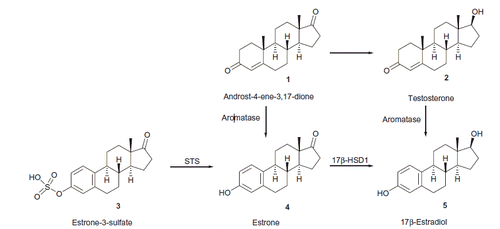 Scheme 1. The role of aromatase, STS and 17β-HSD1 enzymes in the estrogen biosynthesis.