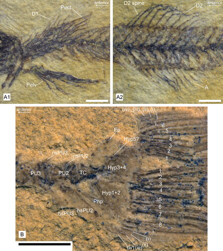 Figure 6. Details of fins of †Simpsonigobius nerimanae gen. et sp. nov. A, holotype BSPG 1980X1030a; A1, pelvic (Pelv) and pectoral (Pect) fins, first dorsal fin (D1, partly covered by Pect); A2, second dorsal fin (D2) and anal fin (A). B, paratype BSPG 1980X992b, caudal fin exposing six and eight branched rays in the upper and lower lobe, respectively, and caudal skeleton (note that neural spines of PU2 and PU3 and haemal spine of PU3 are only partly preserved). Abbreviations: Ep, epural; hs, haemal spine; Hyp, hypural plate; ns, neural spine; Php, parhypural; PU, preural vertebra; TC, terminal centrum. All scale bars = 1 mm.