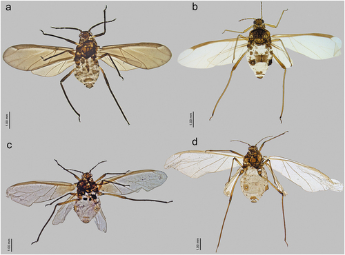 Figure 35. Comparison of Sinolachnus and remaining Tuberolachnini alate viviparous females: (a) Sinolachnus yushanensis, (b) Nippolachnus piri, (c) Pyrolachnus pyri, (d) Tuberolachnus salignus.