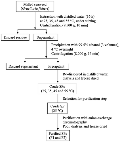 Fig. 1. Schematic diagram of the extraction and purification of SP extracts from Gracilaria fisheri.