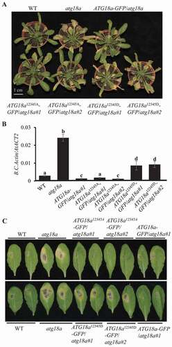 Figure 4. ATG18a12345A and ATG18a12345D affect plant defense against necrotrophic fungi. (A) ATG18a12345A-GFP complement the disease phenotype of atg18a mutant to wild type against B. cinerea. Four-week-old plants were spray-inoculated with B. cinerea at 2.5 × 105 spores/ml and the phenotype was checked at 4 dai. Scale bar: 1 cm. (B) Fungal biomass accumulation on plants at 4 dai. Fungal growth was determined by qPCR amplification of the B.cinerea ActinA gene relative to Arabidopsis ACT2 gene. The data represent mean values ± SD (n = 3). The mean values following by different letters are significantly different from each other (p < 0.01, Student’s t-test). The experiment was repeated three times with similar results. (C) The disease phenotype of ATG18a12345A-GFP/atg18a and ATG18a12345D-GFP/atg18a plants to Alternaria brassicicola. Four-week-old plants were drop-inoculated with A. brassicicola at 2.5 × 105 spores/ml and the phenotype was checked at 4 dai. The experiment was repeated three times with similar results. WT, wild type. Scale bar: 1 cm