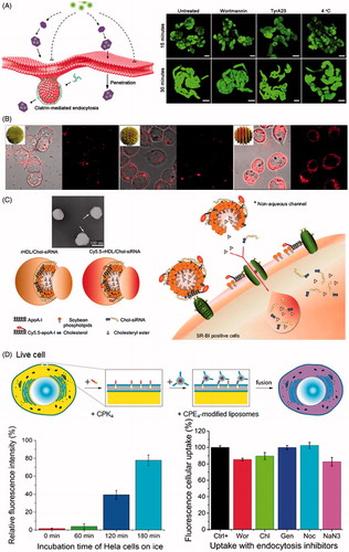 Figure 3. Nanoparticle mediated intracellular delivery via non-endocytic uptake. (A) Schematic diagram of LDH-Lactate-NS internalization via free penetration and fluorescence images of BY-2 cells incubated with LDH-lactate-NS-TRITC under different conditions (Bao et al., Citation2016). Reproduced with permission. Copyright 2016, Nature Publishing Group. (B) Fluorescence images of dendritic cells incubated with surface functional gold nanoparticles at 4 °C (Verma et al., Citation2008). Reproduced with permission. Copyright 2008, Nature Publishing Group. (C) Proposed mechanism for SR-BI mediated cytosolic delivery of FAM-Chol-siRNA in Cy5.5-rHDL/FAM-Chol-siRNA complexes (Ding et al., Citation2014). Reproduced with permission. Copyright 2014, Elsevier. (D) Scheme of fusion between cell and liposomes as well as the effect of ice incubation and endocytic inhibitors on delivery of fluorescent dyes by liposomes to Hela cells (Yang et al., Citation2016). Reproduced with permission. Copyright 2016, American Chemical Society.