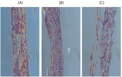 Figure 1.  The nasal mucosa treated with (A) PBS pH 6.4, (B) Blank microemulsion, and (C) Isopropyl alcohol.