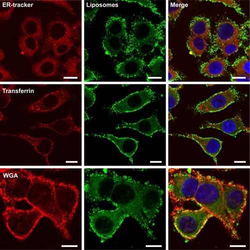 Figure 4 Cellular localization of MTX-DG liposomes labeled with 1% BODIPY-MTX-DG in the membrane (green).Notes: Colocalization with early endosomes (Transferrin), endoplasmic reticulum (ER-Tracker), and glycocalyx and Golgi apparatus (WGA) trackers (red). A549 cells were prestained with Hoechst for nuclei (blue), coincubated with the liposomes (100 μM total lipid) and the trackers for 30 minutes at 37°C (except for Transferrin, where the incubation was 15 minutes), and then fixed with 1% PFA for 15 minutes at 37°C. Cells were visualized by using confocal microscopy and are presented as single z-scans; the scale bar is 10 μm.Abbreviations: BODIPY-MTX-DG, fluorescently labeled analog of MTX-DG; ER, endoplasmic reticulum; MTX, methotrexate; MTX-DG, lipophilic prodrug of methotrexate; PFA, paraformaldehyde; WGA, wheat germ agglutinin.