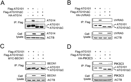 Figure 2. The C-terminal flexible region of ATG101 is important to the interaction with PtdIns3K complex components. To determine the role of the C-terminal region of ATG101 on PtdIns3K complex binding, either full-length wild-type Flag-ATG101 or C-terminal deletion Flag-ATG101 mutant (Flag-ATG101ΔC) were co-transfected with plasmids encoding PtdIns3K complex subunits (HA-ATG14 [A], HA-UVRAG [B], Myc-BECN1 [C], and HA-PIK3C3 [D]) into HEK293 cells as indicated. Flag-ATG101s were immunoprecipitated with anti-Flag antibody coupled with protein G-Sepharose and the immunoprecipitates were examined by western blots using the indicated antibodies. ACTB was used as a loading control.