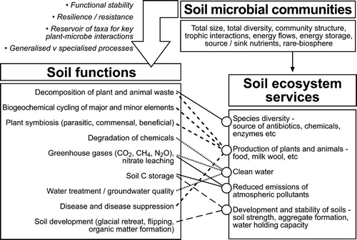 Figure 2. Conceptual diagram of how soil microbial communities and the diversity of species and community composition therein support soil functions and thereby soil ecosystems services.