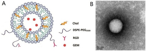 Figure 1 The structure of RGD-PEG3500-DSPE GEM LPs (A) and the transmission electron microscope of RGD-PEG3500-DSPE GEM LPs (B) (×50,000).