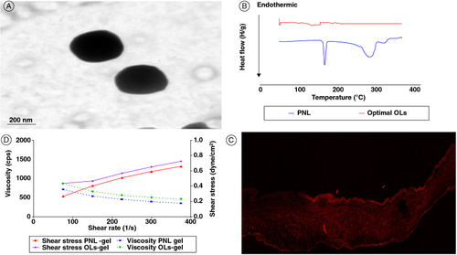 Figure 2. Transmission electron micrographs of the optimal OL (A). Differential scanning calorimetry study for the optimal OL (B). A tile scan confocal laser microscope photomicrograph of a longitudinal section in vaginal rat tissue treated with FDA-loaded OL (C), and rheological characterization of PNL-gel and PNL-loaded OLs gel (a plot of viscosity and shear stress versus shear rate). The measurements were performed at varying shear speeds (10–50 rpm) with 10 s between every two consecutive speeds (D).FDA: Fluorescein diacetate; OL: Oleosome; PNL: Propranolol hydrochloride.