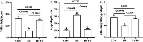 Figure 1. Effects of sodium butyrate on jejunal morphology of male broilers under heat stress. Values are presented as mean ± standard error. Different letters marked on the bar graph mean significant difference (p < 0.05). CON: control group; HS: heat stress group; HS-SB: heat stress with 1200 mg/kg sodium butyrate.