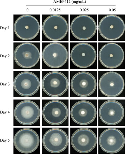 Figure 2. Inhibition of M. oryzae aerial hyphae growth by AMEP412. M. oryzae mycelium blocks were grown on complete medium agar plates containing different concentrations of AMEP412 at 28 °C for 5 days.