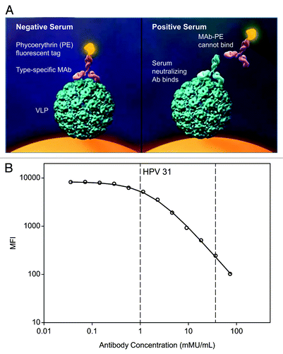 Figure 1. (A) HPV-9 cLIA measures antibody concentration in a competitive format. Antibodies in test sera compete with type-specific mAbs for binding to neutralizing epitopes on each type-specific VLP coupled to Luminex microspheres. (B) Representative reference standard curve for HPV type 31 illustrating the competitive format of the HPV-9 cLIA. The circles denote the observed MFIs; the solid line shows the fitted curve; and the vertical dashed lines indicate the HPV type 31 lower and upper limits of quantitation. Similar curves are obtained for the other 8 HPV types.