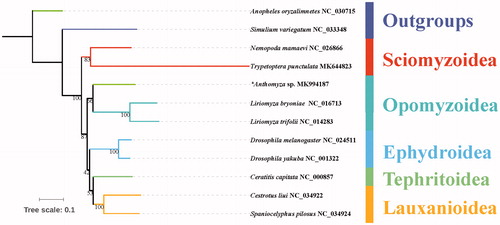Figure 1. The phylogenetic tree of IQ-TREE analysis based on 13 PCGs.