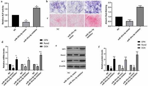 Figure 3. Effect of miR-181a-5p on the hBMSCs differentiation. A. ALP activity was detected by the ALP activity kit. B. ALP staining. C. Alizarin red staining. D. The expressions of OPN, OCN and Runx2 mRNA were detected by qRT-PCR. E. F. The expressions of OPN, OCN and Runx2 protein were detected by western blot. n = 3, *p < 0.05 and **p < 0.01