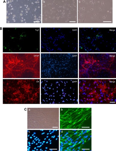 Figure 2 Preparation and characterization of iPSCs-NSCs and ASCs.Notes: (A) The EBs (a) were cultured to allow the formation of self-organized neuroepithelium (b) that will give rise to iPSCs-NSCs (c). (B) Immunofluorescent staining images of Tuj1 (green), GFAP (red), O4 (red), and DAPI (blue) of iPSCs-NSCs. (C) ASCs (a) express the peripheroneural markers S100 (green) (b) and DAPI (blue) (c and d). Scale bar =100 µm.Abbreviations: ASCs, activated Schwann cells; DAPI, 4′,6-Diamidino-2-Phenylindole; EBs, embryoid bodies; GFAP, glial fibrillary acidic protein; iPSCs-NSCs, induced pluripotent stem cells-derived neural stem cells; O4, oligodendrocyte marker O4; Tuj1, Class III β-tubulin.
