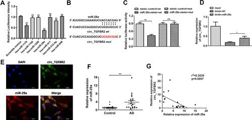 Figure 4 circ_TGFBR2 directly binds to miR-29a in AD-VSMCs cells. (A) Luciferase activity assay was carried out to assess the luciferase intensity of miRNAs predicted as potential targets of circ_TGFBR2 (n = 3). (B) A schematic diagram representing the putative binding sites of miR-29a and circ_TGFBR2. Luciferase activity assay(C) and RNA pull down assay (D) were carried out to testify the binding between circ_TGFBR2 and miR-29a directly in AD-VSMCs cells (n = 3). (E) Situ hybridization assay through the probe of miR-29a and circ_TGFBR2 were applied to assess the co-location of them (n = 3). Scale bar = 20 µm. (F) miR-29a was up-regulated in AD clinical samples compared with normal aorta samples detected though qRT-PCR (n = 20). (G) Pearson comparison analysis of the correlations between miR-29a and circ_TGFBR2 level in AD aorta samples (n = 20). p<0.05 for the correlations. *p < 0.05, **p < 0.01, ns=non-significant in 2-tailed t-test (A, C and F) and Tukey’s post-hoc comparisons test (D).