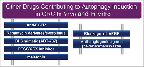 Figure 16. Miscellaneous drugs targeting autophagy in in vitro and in vivo models for CRC therapy. All chemical compounds, drugs, and inhibitors have been introduced in the section “Other pharmacological autophagy inducers.”