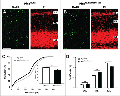 Figure 3. Impaired CGN radial migration in Pfn1flx/flx,Math1-Cre mice. (A and B) BrdU-positive cells (green) in folia 4 of a Pfn1flx/flx control and a Pfn1flx/flx, Math1-Cre mouse 96 h after a BrdU injection at P8. Sections were counterstained with propidium iodide (PtdIns, red). Scale bar in A corresponds to 50 μm. (C) Compared to Pfn1flx/flx controls, the migration distance of BrdU-positive cells is decreased in Pfn1flx/flx,Math1-Cre mice, as it is obvious from the right shift of the cumulative curve and the reduction in the mean migration distance (inset). (D) Distribution of BrdU-positive cells within the cerebellar cortex. Equal numbers were found in the EGL, whereas the relative number of BrdU-positive cells was increased in the ML and decreased in the IGL of Pfn1flx/flx,Math1-Cre mice. ns: not significant, **: P < 0.01, ***: P < 0.001.