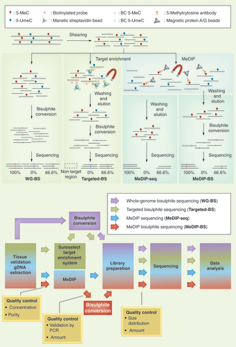 Figure 1.  Four different NGS-based DNA methylation analysis methods. (A) Schemes of the four different NGS-based DNA methylation analysis methods included in the study. (B) Workflow of the four different methods. The quality of the MeDIP-BS library was evaluated at each step.5-MeC: 5-methylcytosine; 5-UmeC: 5-unmethylcytosine; BC 5-MeC: Bisulphite-converted 5-methylcytosine; BC 5-UmeC: Bisulphite-converted 5-unmethylcytosine.