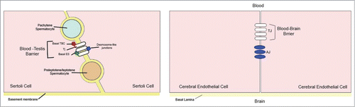Figure 4. A simplified diagram illustrating the morphological differences between the blood‐testis barrier (BTB) and the blood‐brain barrier (BBB). (A) In the BTB, tight junctions (TJs) coexist with basal ectoplasmic specializations (ES), basal tubulobulbar complexes (TBC), and desmosome‐like junctions. (B) In the BBB TJs are restricted to the apical surface of the endothelium, sealing the intercellular space, with adherens junctions (AJ) located immediately below. Modified from ref. Citation30.