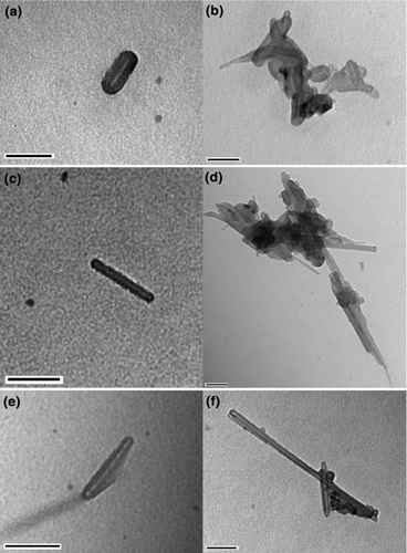 FIG. 4 CNTs and nanotube agglomerates from 3 different fuel–engine combinations: CNG/4-stroke (a and b); gasoline/4-stroke (c and d); CNG/2-stroke (e and f). All scale bars are 100 nm.