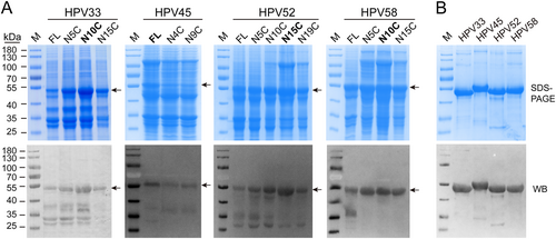 Fig. 1 Expression analysis of the N-terminal-truncated L1 proteins and purified L1 proteins of HPV 33, 45, 52, and 58.a Whole-cell lysates, expressing different N-terminally truncated L1 proteins of HPV 33, 45, 52, and 58, were subject to SDS-PAGE and western blotting with corresponding type-specific antibodies. L1 proteins are denoted by black arrows. b SDS-PAGE and western blotting of purified HPV 33, 45, 52, and 58 L1 proteins. The wide-spectrum HPV L1 linear mAb 4B3 was used to probe the L1 proteins