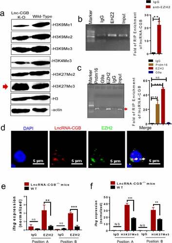 Figure 7. LncRNA-CGB negatively regulates H3K27Me3 in IFN-γ (ifng) promoter via physically interacting with EZH2.