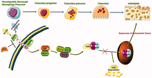 Figure 12. The mechanism of attenuation of RANKL-induced bone resorption by GSZD. GSZD suppresses the activation of NF-κB signalling during the differentiation of OCs.