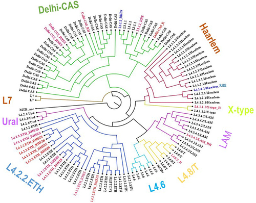 Figure 1 The M. tuberculosis phylogeny showing the drug resistant isolates and associated anti-TB drugs, Northwest Ethiopia, 2023.