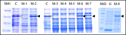 Figure 3 SDS-PAGE profiles of the eight spontaneous mutants obtained. Cell extract from each of the eight mutants of interest (M-1 through M-8) was prepared and subjected to SDS-PAGE as described in Materials and Methods. C and G represent control BL21/pGEX-SUP35NM (producing GST-Sup35NM) and BL21/pGEX-4T-3 (producing GST), respectively. SM1 and SM2 are two different mixtures of size markers. A band corresponding to a position of 55 kDa is marked with open or solid arrow head; for explanation, see text.