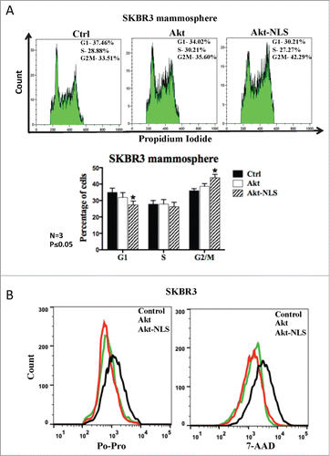 Figure 6. Akt and nuclear Akt enhance cell proliferation and reduce cell death. (A) Cell cycle analysis showed a significant decrease in G0/G1 phase and increase in G2/M phase in the presence of Akt-NLS in SKBR3 derived from mammospheres. *P < 0.05. (B) Cell death was assessed using Po-Pro (apoptotic) and 7-AAD (necrotic) markers. Presence of Akt-WT and Akt-NLS resulted in reduced cell death compared to control SKBR3 cells, *P < 0.05. Control hsitogram are marked black.