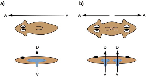Figure 4. (a) The planarian mouth opening is aligned along the D-V axis, with respect to which the blind gut has the radial symmetry of the blind gut in cnidarians. (b) Symmetrizing the A-P axis duplicates the mouth-opening axis while preserving its D-V orientation