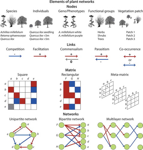 Figure 1. Elements of plant networks. Plant networks are composed by nodes (e.g. species, individuals, genotypes, phenotypes, functional groups, vegetation patches) connected by links (e.g. competition, facilitation, commensalism, parasitism, co-occurrence). Nodes and links are represented in matrices and therefore network objects. A matrix can be either square for unipartite networks or rectangular for bipartite networks. Several matrices can be further combined in plant multilayer networks.