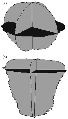 Figure 5. (a) Orange. (b) Carrot. Aligned projections of a fruit and a vegetable. The dark projection is from the x-y plane while the two lighter projections are from the x-z and y-z planes.