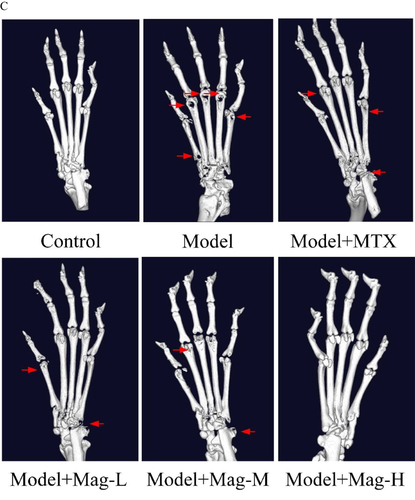 Figure 1 The effects of Mag on severity of arthritis in CIA mice. (A) Joint swelling of mice in each group. (B) Arthritis scores of mice in each group (n = 15). D37, ##p<0.01, Model+Mag-M vs Model group; &&p<0.01 Model+Mag-H vs Model group; D41, $$p<0.01, Model+MTX vs Model group; *p<0.05, Model+Mag-L vs Model group; ###p<0.001, Model+Mag-M vs Model group; &&&p<0.001, Model+Mag-H vs Model group; D45, $p<0.05, Model+MTX vs Model group; ###p<0.001, Model+Mag-M vs Model group; &&&p<0.001, Model+Mag-H vs Model group; D49, $$$p<0.001, Model+MTX vs Model group; **p<0.01, Model+Mag-L vs Model group; ###p<0.001, Model+Mag-M vs Model group; &&&p<0.001, Model+Mag-H vs Model group. (C) Representative Micro-CT 3-D reconstructed images of ankle joints in mice (n = 15). The articular damage was indicated by the red arrows. Control group, normal mice; Model group, CIA mice models; Model+MTX group, methotrexate-treated mice (1mg/kg/d)+CIA; Model+Mag-L group, mice with magnoflorine treatment (5mg/kg/d)+CIA; Model+Mag-M group, mice with magnoflorine treatment (10mg/kg/d)+CIA; Model+Mag-H group, mice with magnoflorine treatment (20mg/kg/d)+CIA.