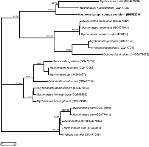 Fig. 15. Maximum-likelihood phylogenetic tree based on ITS-1, 5.8S and ITS-2 rRNA gene sequences (unrooted). Numbers above branches indicate ML/NJ bootstrap support from maximum likelihood (1000 replicates) and neighbour joining (1000 replicates).