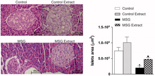 Figure 4. Effects of oral administration of B. dracunculifolia extract solution on the morphology of pancreatic islets from MSG-obese rats. Photomicrograph representative of pancreatic islets (left) stained with hematoxylin–eosin (H&E). Morphometric evaluations of the area with islets in all groups were analyzed and their respective values presented as mean ± SEM in the graphic (right). Symbols above bars represent statistical difference of p < 0.05 in the Student’s t-test. *CON versus MSG; •MSG versus MSG Extract.