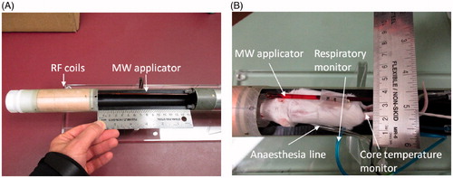 Figure 1. (A) MR microimaging probe with the microwave hyperthermia applicator, and (B) hyperthermia applicator positioned adjacent to an experimental animal.