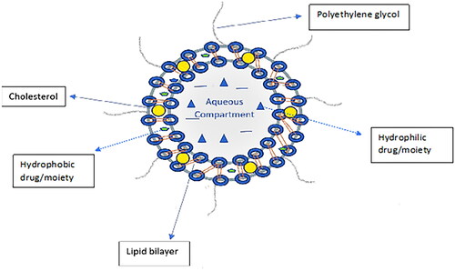 Figure 1. General structure of liposomes (own work).