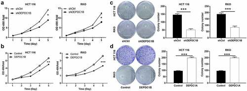 Figure 3. DEPDC1B promotes CRC proliferation and colony activity. (a-b) MTT assay was conducted to measure the effect of DEPDC1B expression on CRC cell proliferation. (c-d) Colony-forming ability was examined in DEPDC1B knockdown and overexpressing HCT 116 and RKO cells. The data were presented in terms of mean ± SD. P < 0.05 was statistically significant, the meaning of the symbol as follows: * P < 0.05, ** P < 0.01, *** P < 0.001.