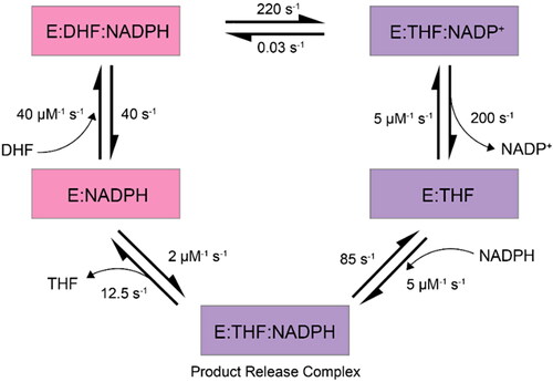 Figure 2. The various states observed in the DHFR catalytic cycle (McElheny et al., Citation2005; Cao et al., Citation2018). Closed conformational states are shown in pink, occluded in purple and DHFR is represented by ‘E’. Figure adapted from Kohen (Citation2015).