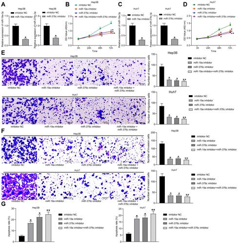 Figure 2 miR-19a-3p/miR-376c-3p deletion inhibits proliferation and invasion while promotes apoptosis of HCC cells. (A) miR-19a-3p and miR-376c-3p expression in Hep3B cells of each group after transfection determined by RT-qPCR. (B) Hep3B cell viability in each group after transfection measured by CCK-8 assay. (C) miR-19a-3p and miR-376c-3p expression in Huh7 cells of each group after transfection determined by RT-qPCR. (D) Huh7 cell viability in each group after transfection measured by CCK-8 assay. (E and F) The invasion and migration abilities of Hep3B and Huh7 cells in each group after transfection determined by Transwell assay. (G) The apoptosis rate of Hep3B and Huh7 cells in each group after transfection determined by flow cytometry. The measurement data were depicted as mean ± standard deviation. Comparison between two groups was conducted by unpaired t-test or and comparisons among multiple groups were analyzed by one-way ANOVA or two-way ANOVA. The experiment was repeated three times. *p < 0.05, **p < 0.01 vs the inhibitor NC group.