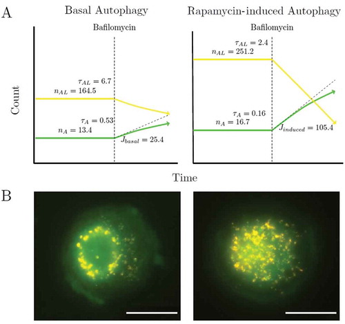 Figure 5. Basal and rapamycin-induced autophagy variables. (a) A cartoon shows a cartoon of basal and induced autophagy variables. (b) Representative images of basal and rapamycin-induced steady state autophagy. J = autophagosomes/h/cell, ni = number of steady-state species and τi = h.