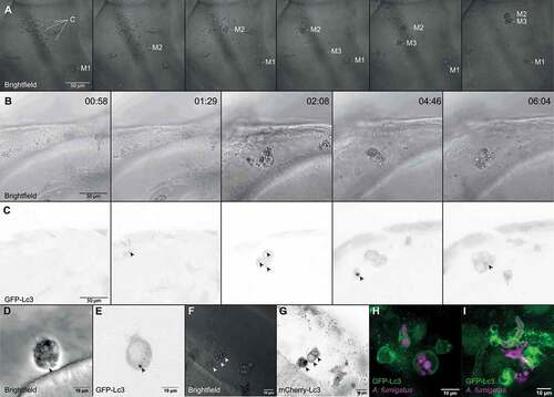 Figure 2. GFP-Lc3 dynamics in phagocytes after phagocytosing A. fumigatus conidia. (a) Representative sequence of events following injection of A. fumigatus conidia into the hindbrain of a zebrafish embryo. More than 100 A. fumigatus ∆Ku80 conidia are initially phagocytosed by the first 3 macrophages to arrive at the infection foci. Arrows indicate macrophage arrival and phagocytosis start. Images taken from Movie S1. (b and c) Confocal microscopy images showing the brightfield (b) or GFP-Lc3 fluorescence intensity (c) during the first 6 h and 30 min after infection. Most conidia are phagocytosed in the first 5 h post infection by a small number of phagocytes. Arrows indicate GFP-Lc3 levels in immune cells after phagocytosing A. fumigatus conidia, including individual GFP-Lc3 rings around the conidia. Images taken from Movie S2. (d and e) Brightfield (d) and GFP-Lc3 fluorescence intensity (e) of a macrophage with several conidia showing a GFP-Lc3 puncta. (f and g) Brightfield (f) and mCherry-Lc3 fluorescence intensity (g) confocal microscopy images showing mCherry-Lc3 accumulation across vesicles with individual and multiple spores. (h and i) Confocal images of GFP-Lc3 accumulation around germinating conidia of A. fumigatus D141 expressing dsRed fluorescent plasmid [Citation40] in the hindbrain of zebrafish embryos fixed 15 h post infection.